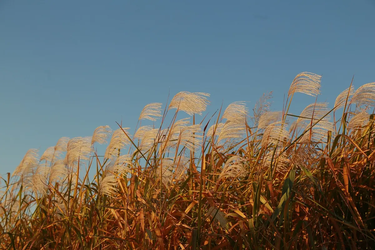 Seasonal Guide: UK Wind Patterns from Autumn to Spring